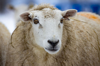 Portrait of sheep