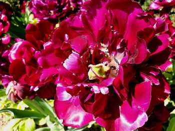 Close-up of pink flowering plant