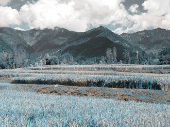 Scenic view of field against sky