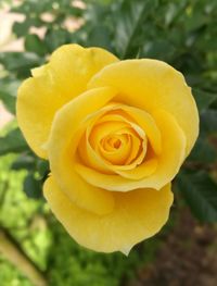 Close-up of yellow rose blooming outdoors