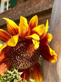 Close-up of yellow flower blooming outdoors