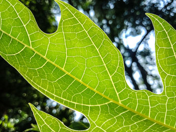 Close-up of green leaves