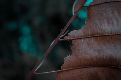 Close-up of dry leaves on wood