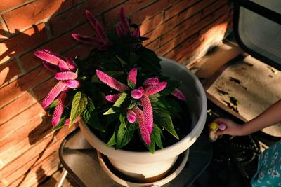 High angle view of girl hand holding flowers by pot on table