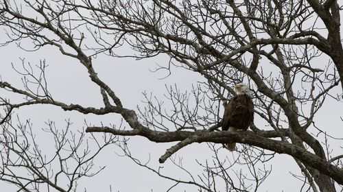 Low angle view of bird perching on bare tree against sky