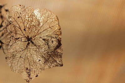 Close-up of dried plant