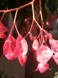 Close-up of pink flowers hanging outdoors