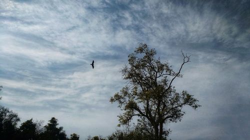 Low angle view of silhouette bird flying against sky