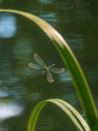 Close-up of insect on a lake