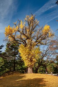 Trees in park during autumn