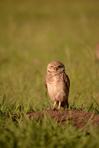 Close-up of a bird on field