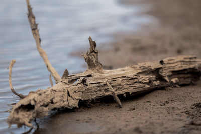 Close-up of wood on beach