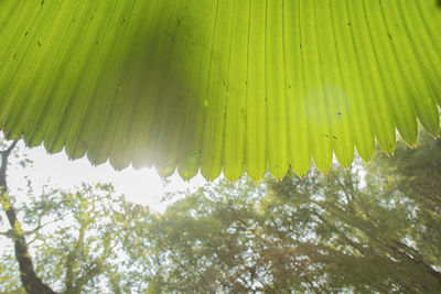 Low angle view of palm tree leaves in forest