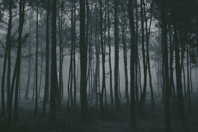 Trees in forest against sky