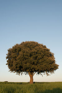 Tree on field against clear sky