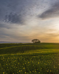 Scenic view of field against sky during sunset