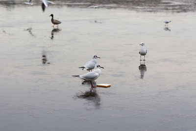 Seagulls on a frozen lake in the winter 