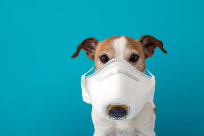 Portrait of a dog against blue background