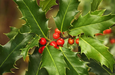 Close-up of red berries growing on tree