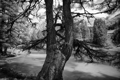 Bare trees in forest