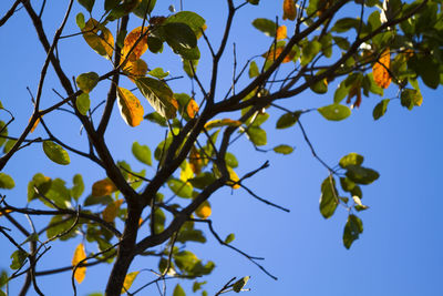 Low angle view of flowering plants against clear blue sky