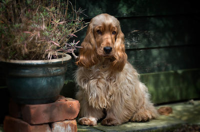 Portrait of dog sitting outdoors