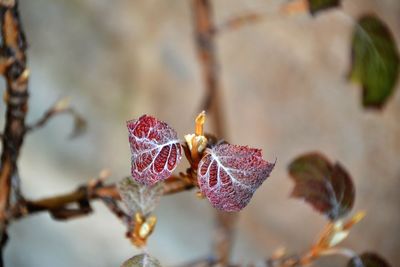 Close-up of plant against blurred background