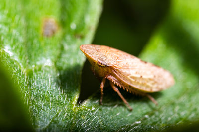 Close-up of insect