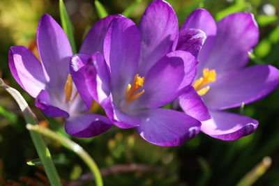 Close-up of purple crocus flowers