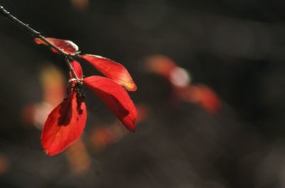 Close-up of red flower against blurred background