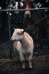 Close-up of cat standing on chainlink fence