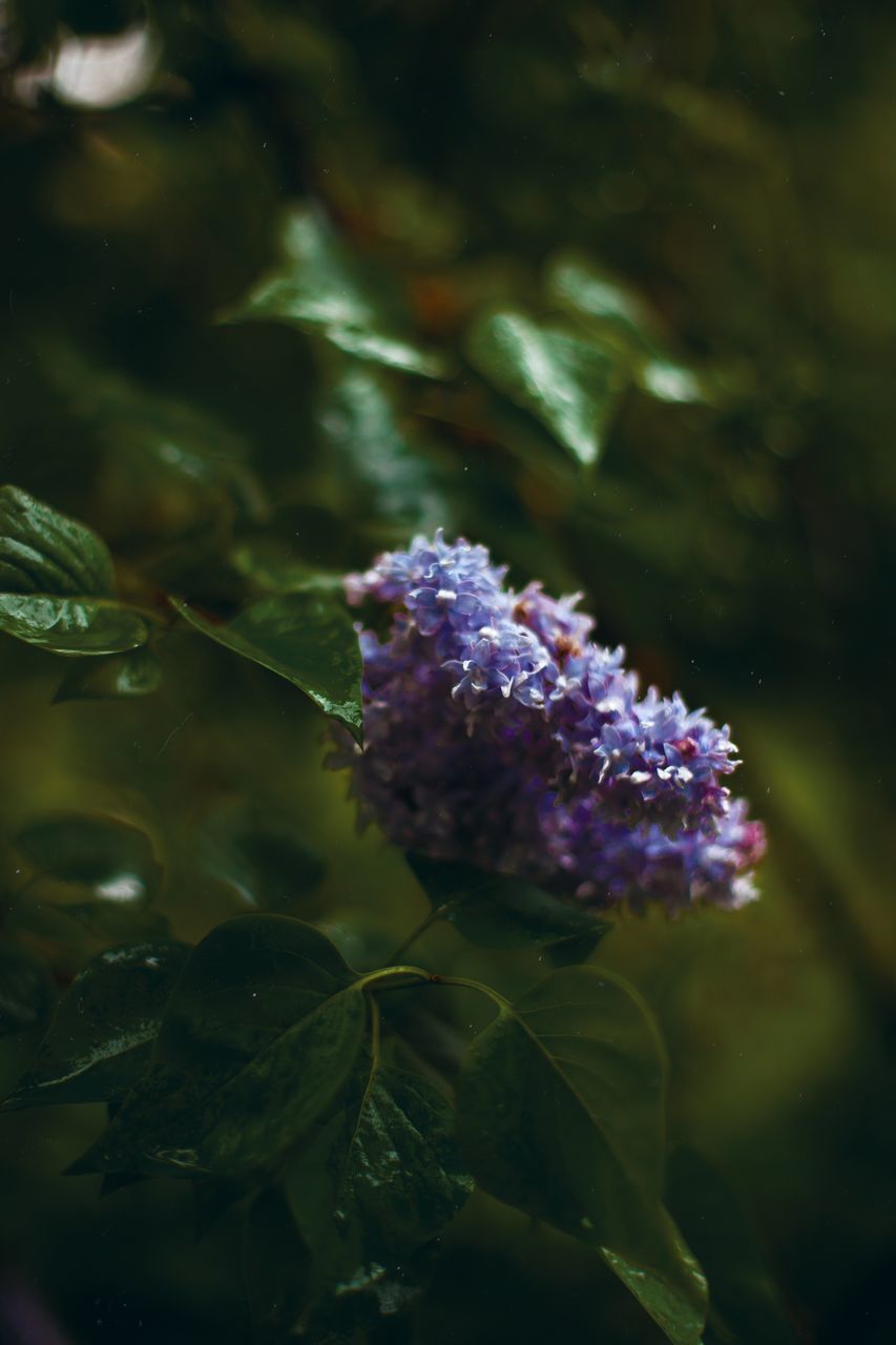 CLOSE-UP OF PURPLE FLOWER PLANT