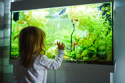 Rear view of girl standing by fish tank