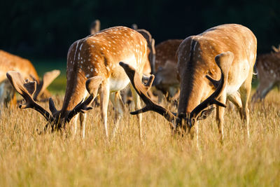 Deer in a field