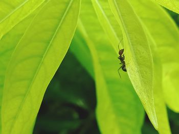 Close-up of fly on leaf