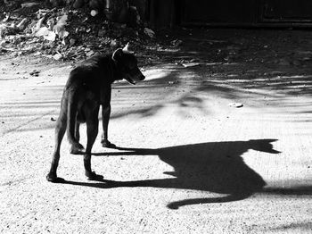 Dog on street