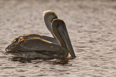 Close-up of bird drinking water