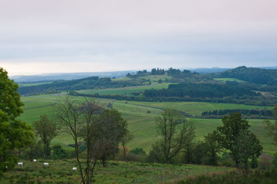 Scenic view of trees on field against sky