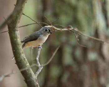 Close-up of bird perching on branch