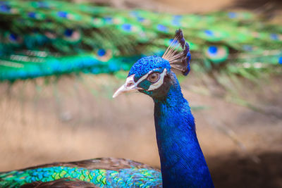 Close-up of peacock