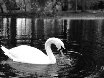 Swan swimming in lake