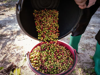 Hand holding coffee beans. high angle view of hand holding vegetables