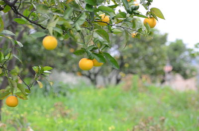 Close-up of orange fruits on tree