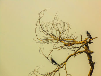 Bare tree against the sky