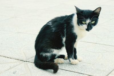 Portrait of black cat sitting on tiled floor