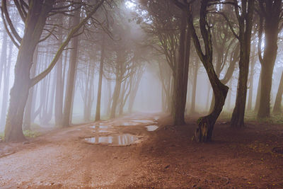 View of trees in forest