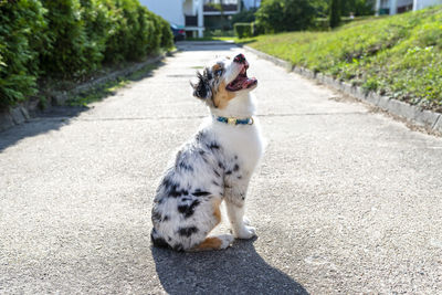 Australian shepherd dog with colored eyes and nose sits on a concrete pavement with its mouth open.