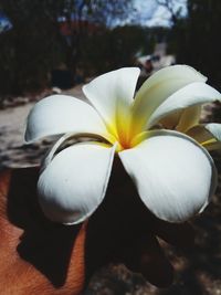 Close-up of white flower