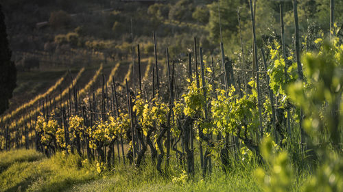 Crops growing on field