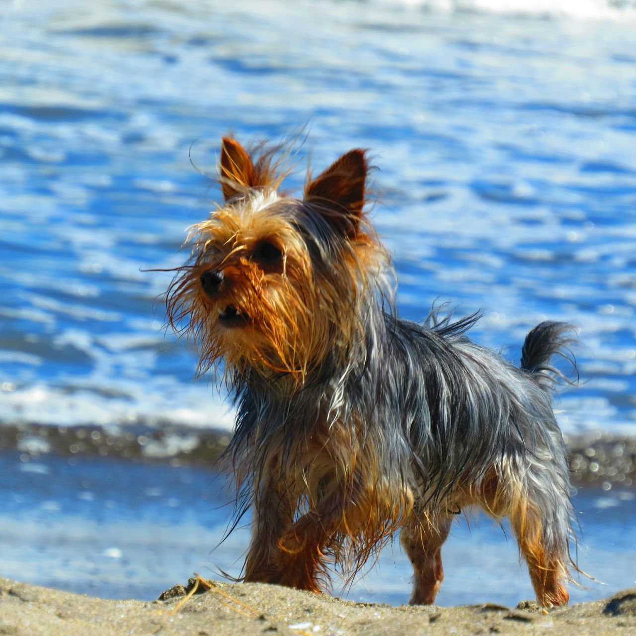 animal themes, domestic animals, one animal, mammal, dog, water, pets, sea, focus on foreground, animal hair, beach, shore, day, outdoors, close-up, brown, nature, standing, animal head, looking away